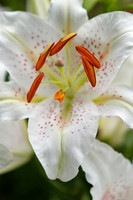 Easter Lily