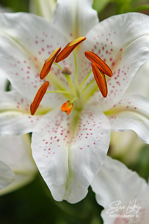 Easter Lily