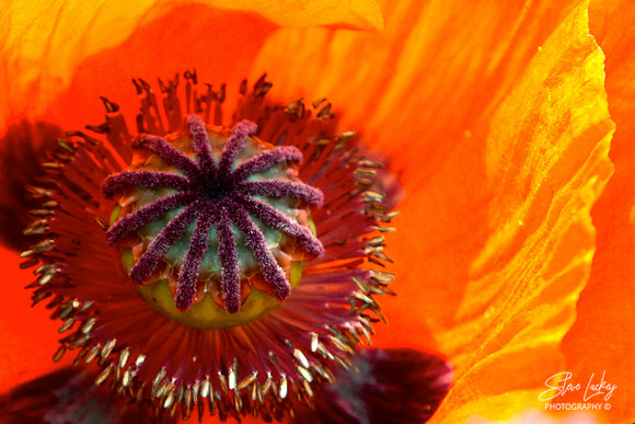 Oriental Poppy