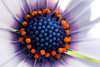 Cineraria