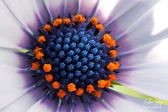 Cineraria
