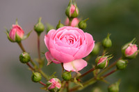 China Rose