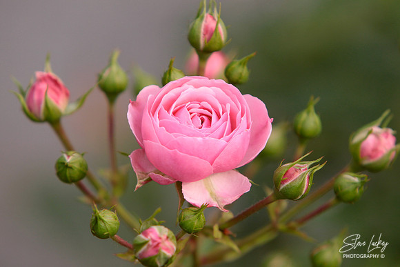China Rose