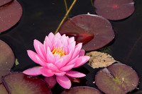 Waterlily