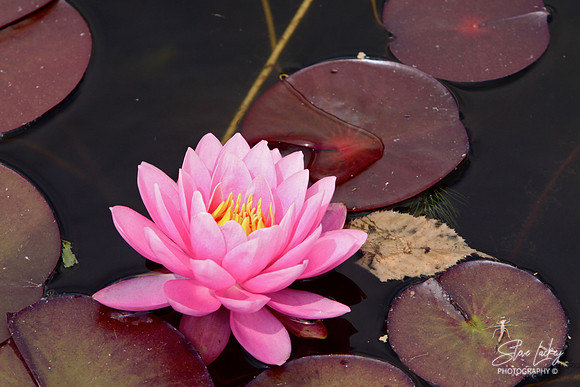 Waterlily