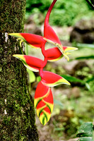 Shining Bird of Paradise