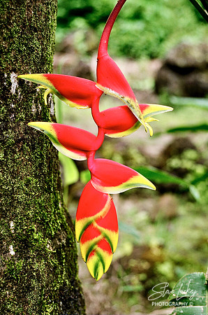Shining Bird of Paradise