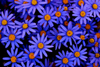 Tatarian Aster