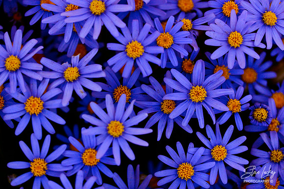 Tatarian Aster