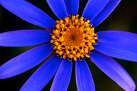 Tatarian Aster