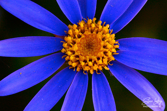 Tatarian Aster