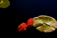 Water lily pad