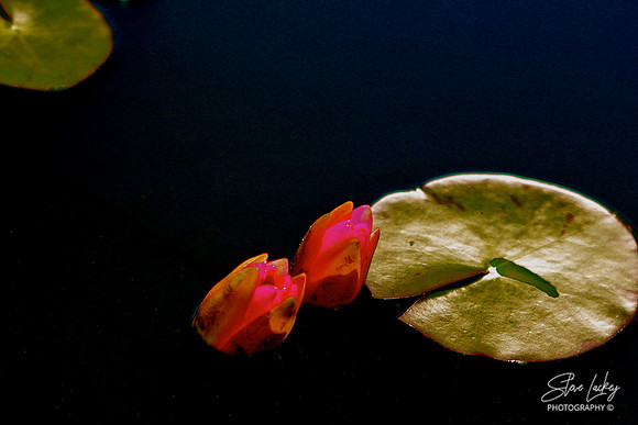 Water lily pad