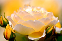 Miniature Rose