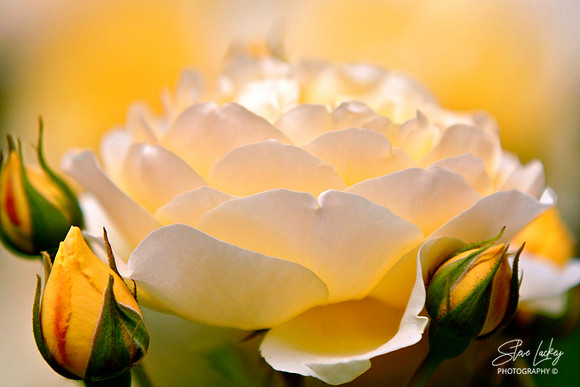Miniature Rose