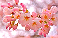 Cerezo