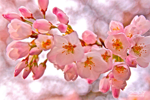 Cerezo