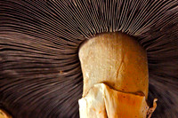 Portobello mushroom