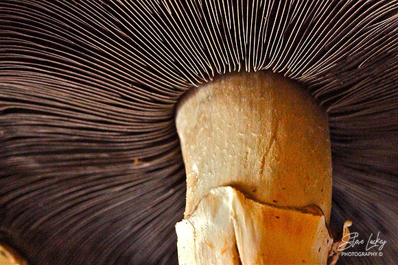 Portobello mushroom