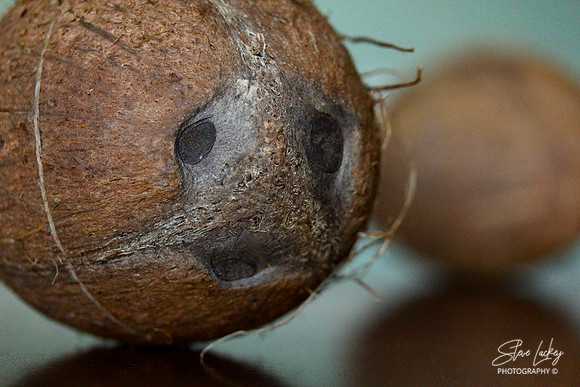 Coconut