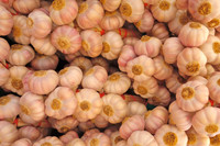 Garlic