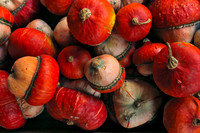 Acorns