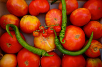Basque fryer peppers and tomatoes