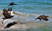 Flying Pelican, Captiva Island, FL