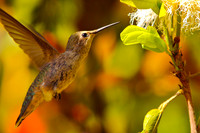 Hummingbird, San Diego, CA