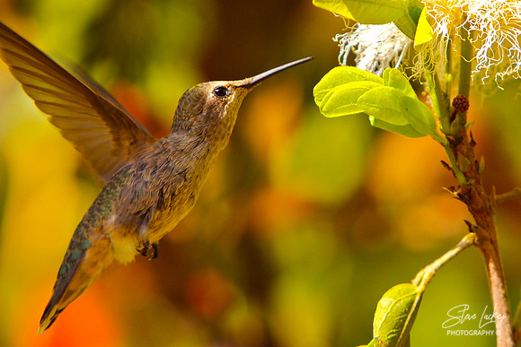 Hummingbird, San Diego, CA