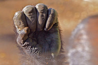 Ape hand, San Diego, CAS