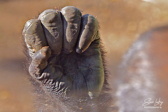 Ape hand, San Diego, CAS