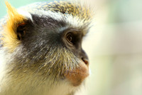 Monkey, Bronx, NY