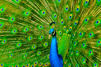 Peacock, Bridgeport, CT