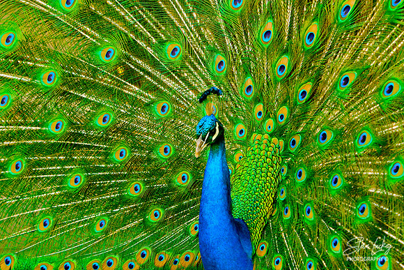 Peacock, Bridgeport, CT