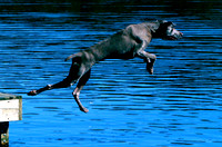 Weimaraner, Wilmington, VT