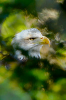 American Bald Eagle, Hershey, PA