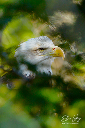American Bald Eagle, Hershey, PA