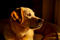 Yellow Labrador Retriever, Fairfield, CT