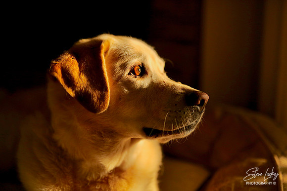 Yellow Labrador Retriever, Fairfield, CT