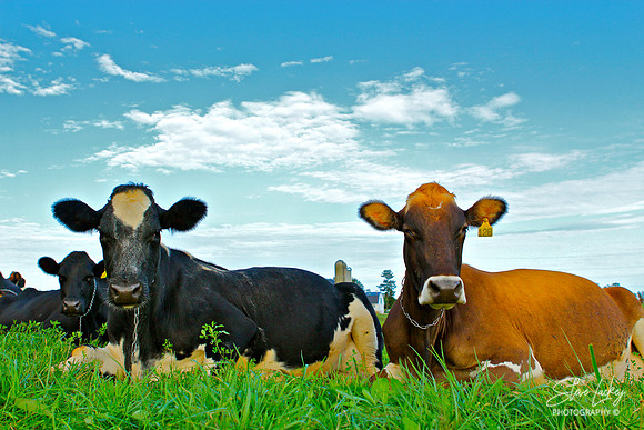 Holstein Cows, Intercourse, PA