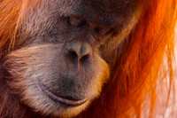 Orangutan, San Diego, CA
