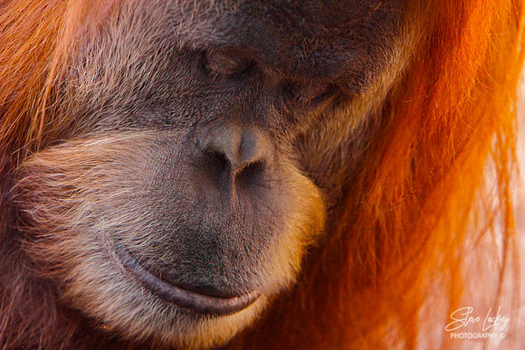 Orangutan, San Diego, CA