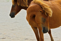 Wild Horses with neck detail Assateague Island, MD