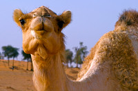 Camel, Sharjah Desert, United Arab Emirates