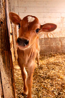 Calf, Stone Wall Dairy, Cornwall Bridge, CT