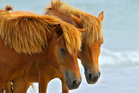 Wild Horses with mane detail, Assateague Island, MD
