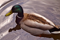 Mallard Duck, Vondelpark, Amsterdam, Netherlands