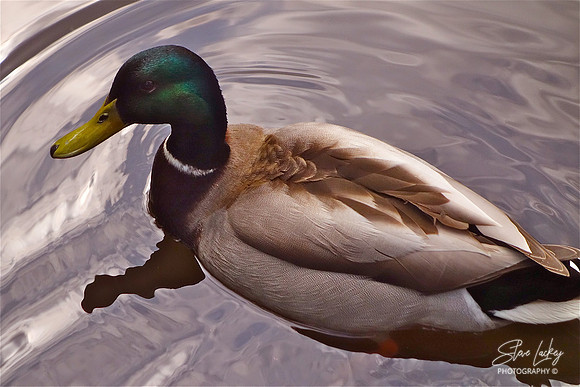 Mallard Duck, Vondelpark, Amsterdam, Netherlands
