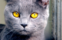 Russian Blue, Norwalk, CT